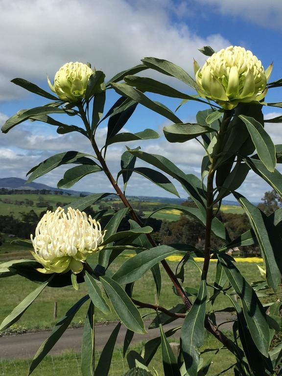 יארה גלן The Studio - Yarra Valley מראה חיצוני תמונה